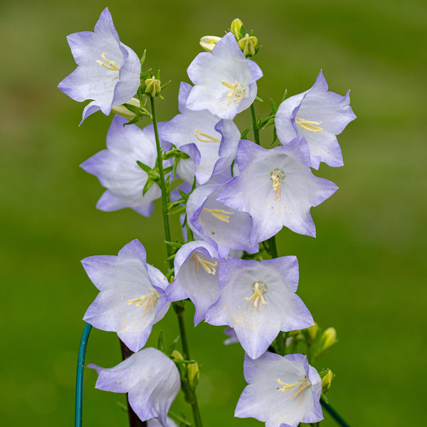 Bellflower 'Chettle Charm' - S1