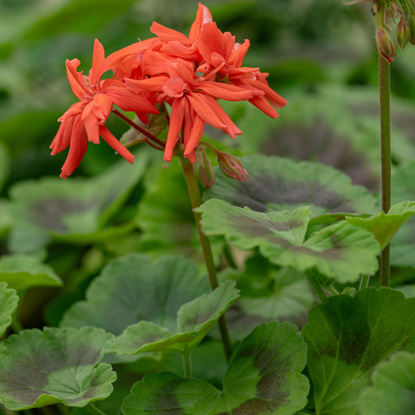 
    



Geranium 'Tangerine' 
