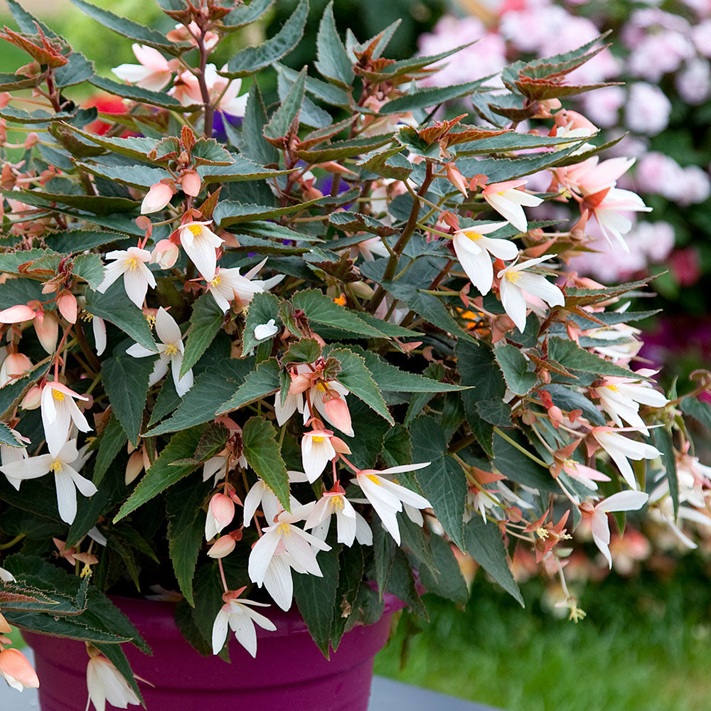 Begonia 'Bossa Nova® Pure White' - S1