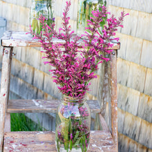 Agastache 'Morello' - S1