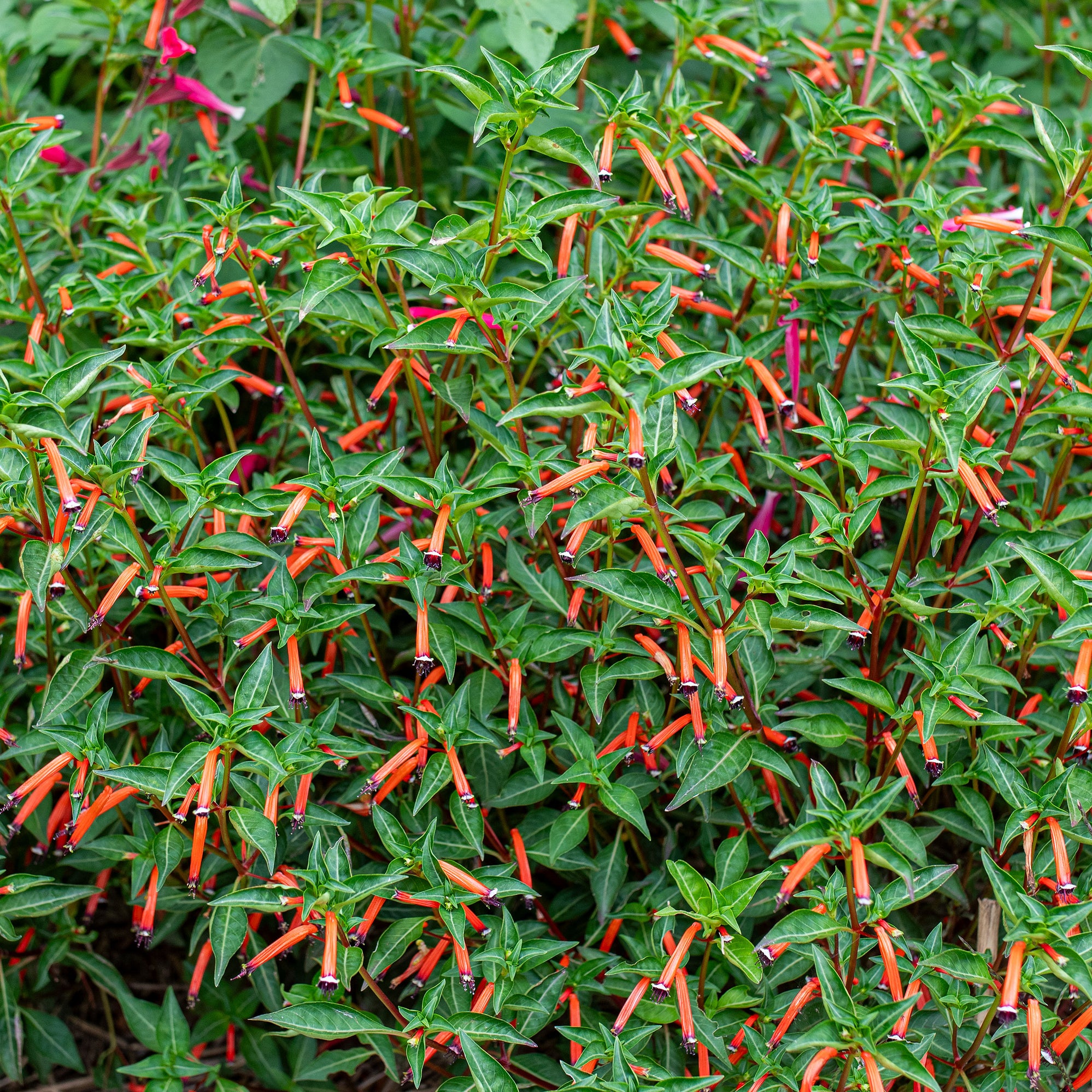 Cuphea 'Cherrybells' - S1