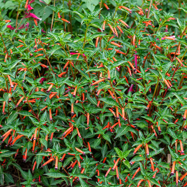 Cuphea 'Cherrybells' - S1