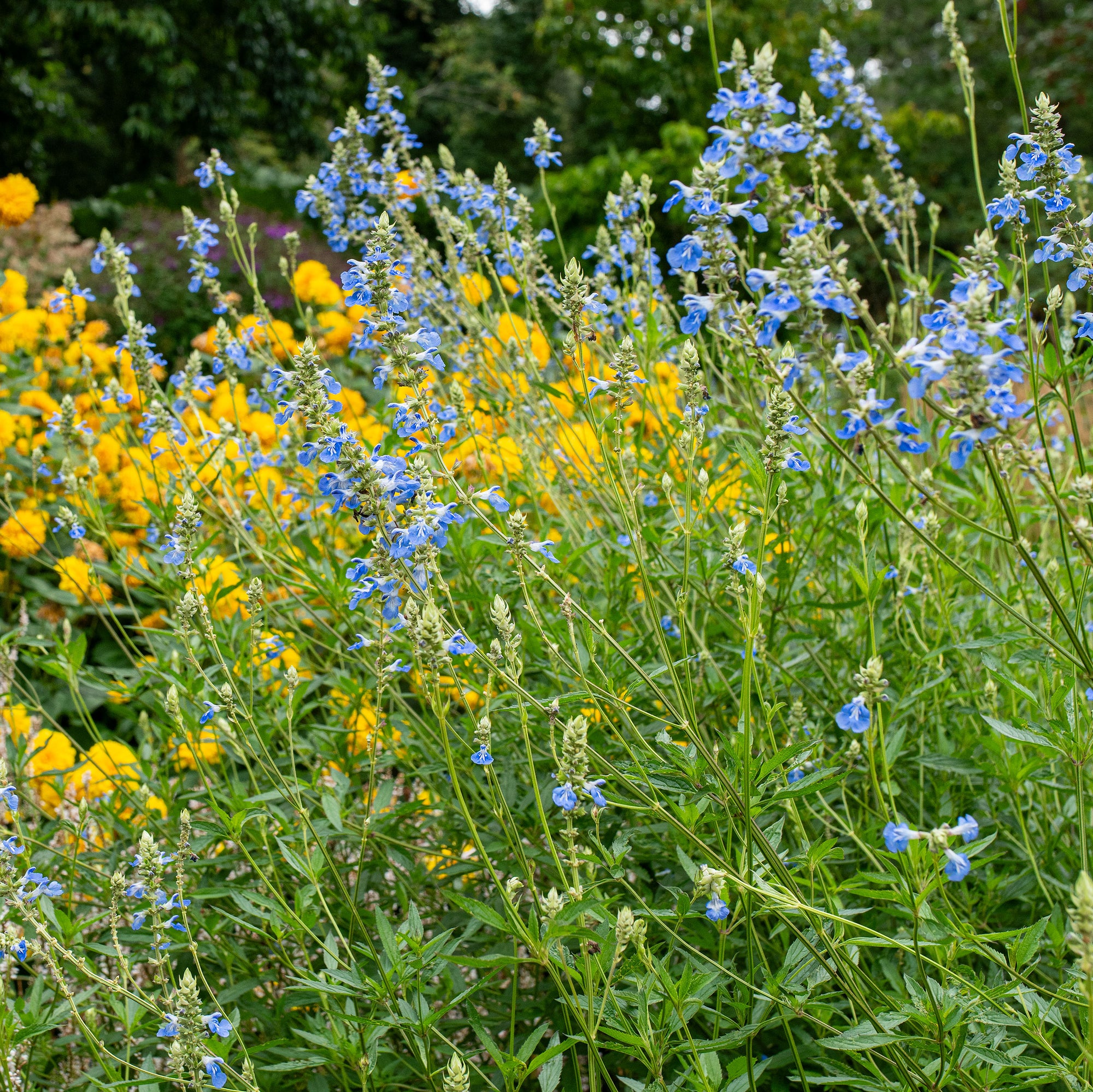 Salvia - Bog Sage - S1