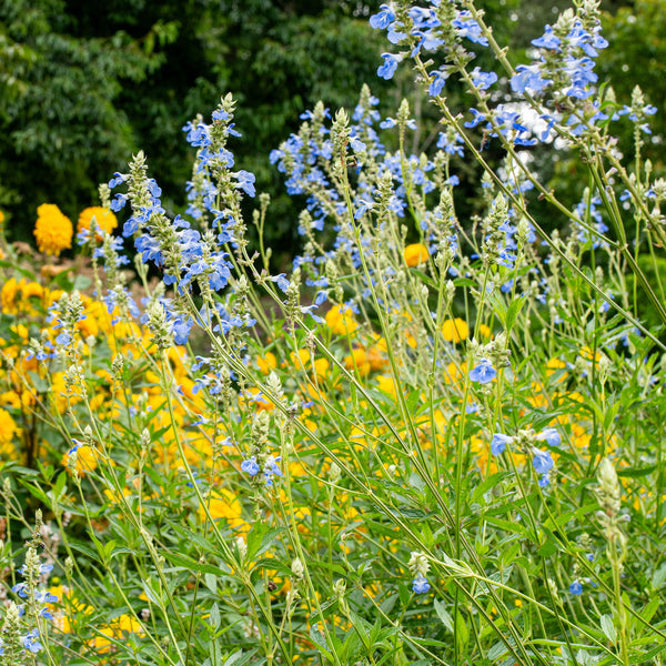 Salvia - Bog Sage - S1