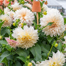 Dahlia 'Café Au Lait' - S1