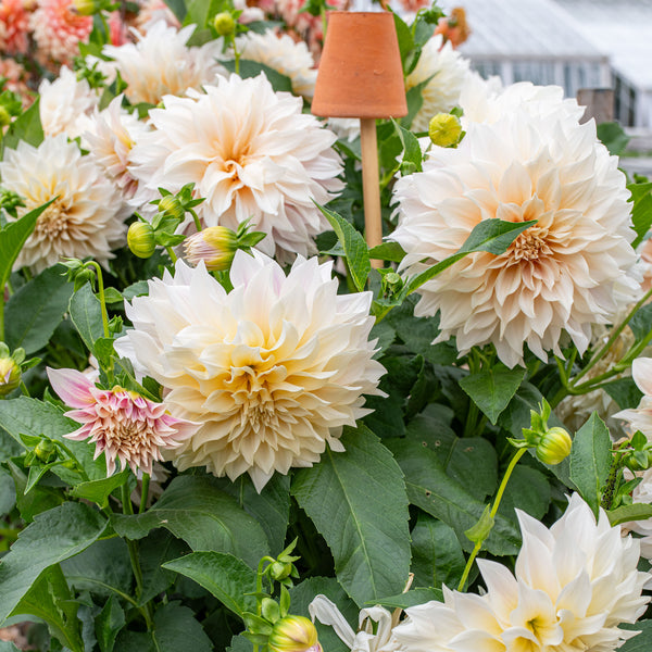 
    



Dahlia 'Café Au Lait' 
