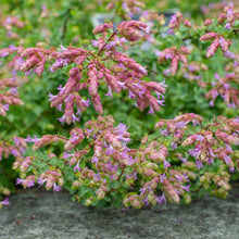 Oregano 'Bristol Cross' - S1