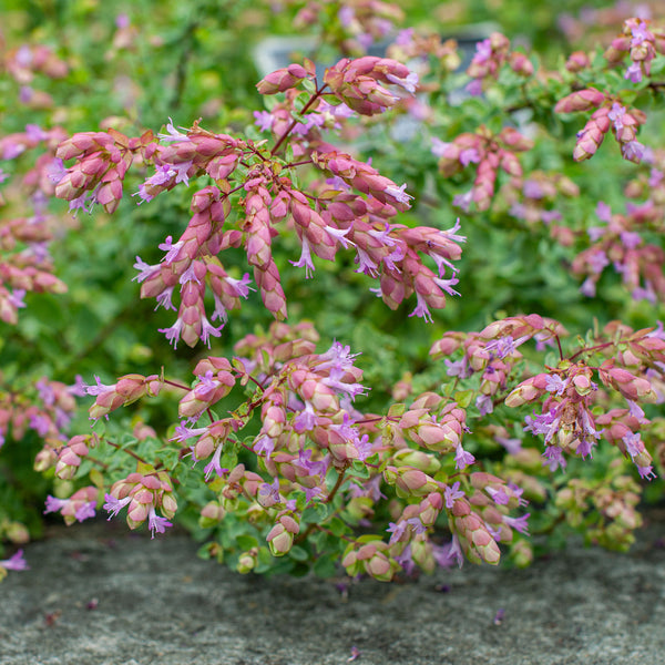 Oregano 'Bristol Cross' - S1