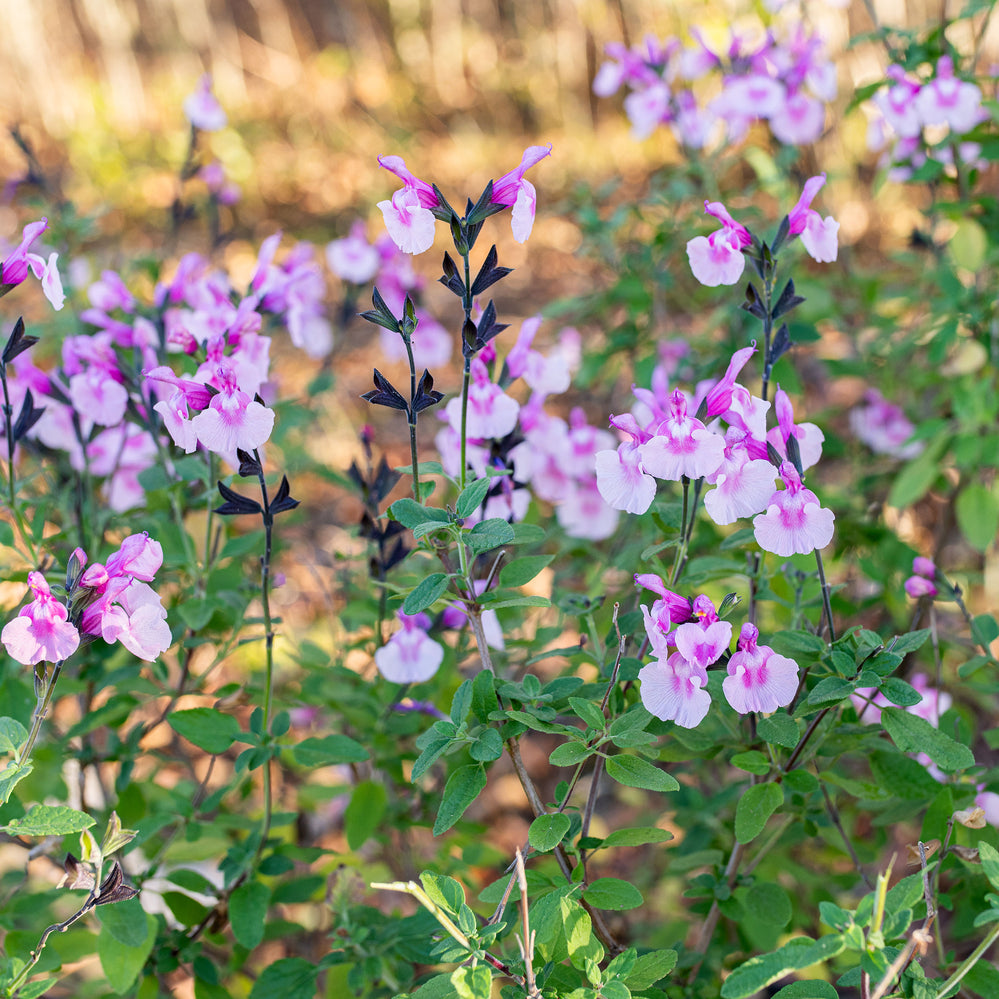 Salvia 'Angel Wings' - S1