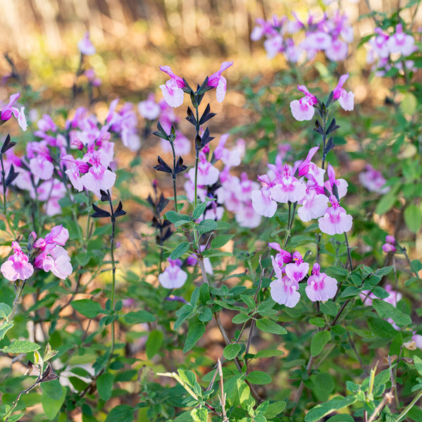 Salvia 'Angel Wings' - S1