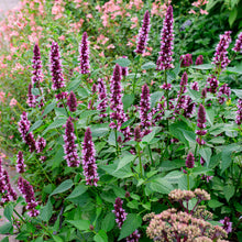 Agastache 'Beelicious® Pink' - S1