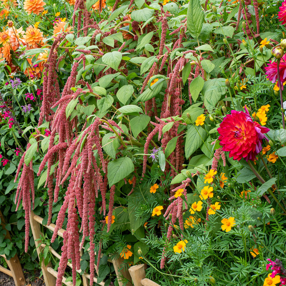 Amaranth 'Coral Fountain'