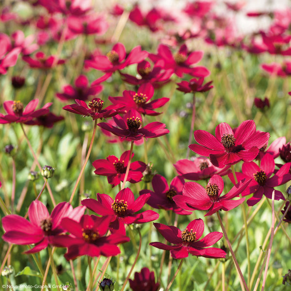 
    



Cosmos 'Cherry Chocolate' 
