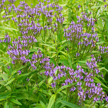 Verbena 'Blue Spires'