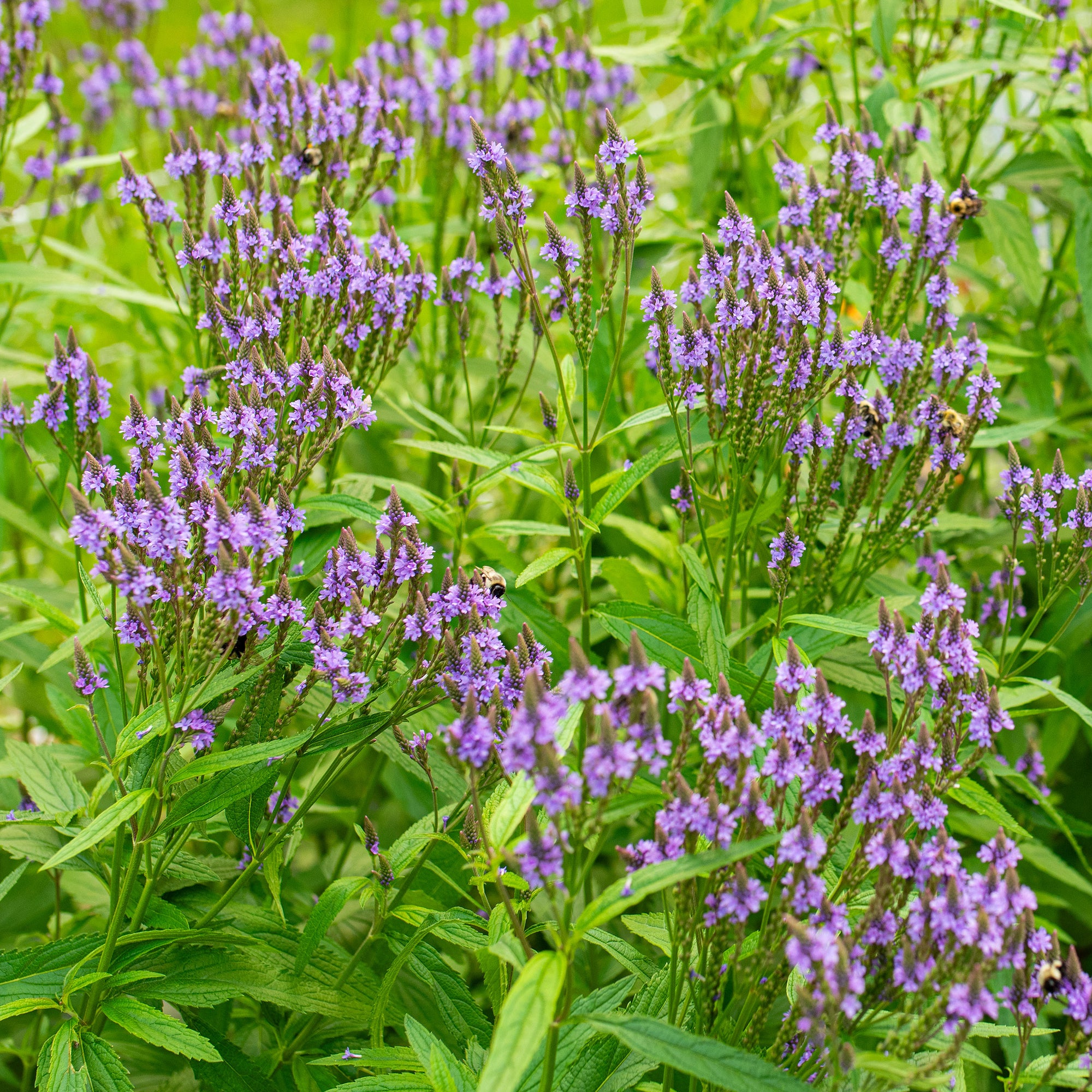 Verbena 'Blue Spires'