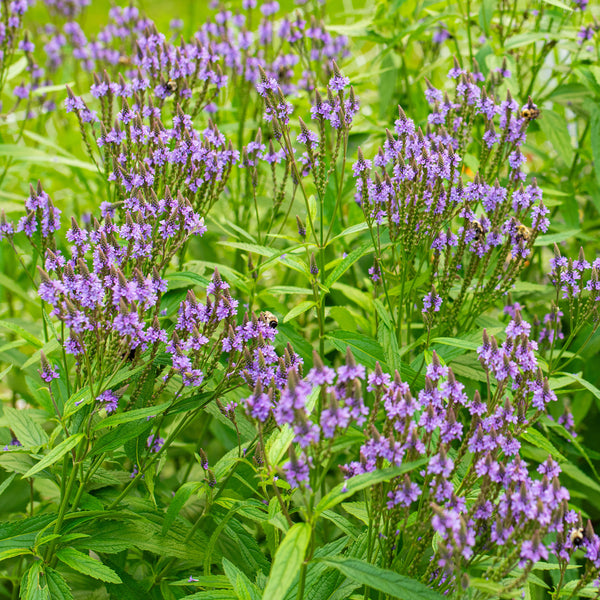 Verbena 'Blue Spires'