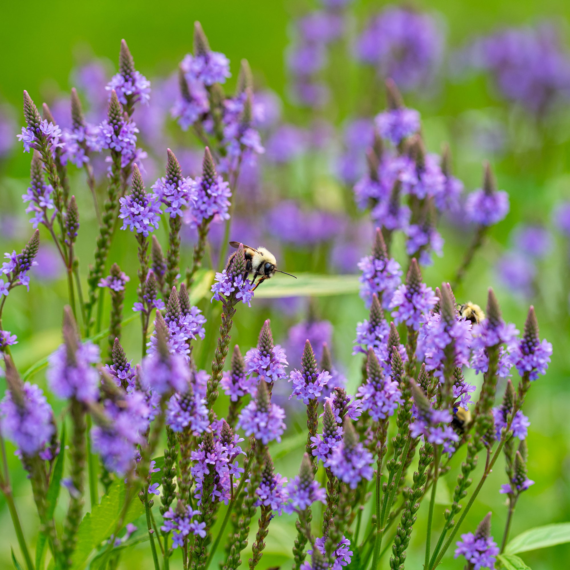 Verbena 'Blue Spires'