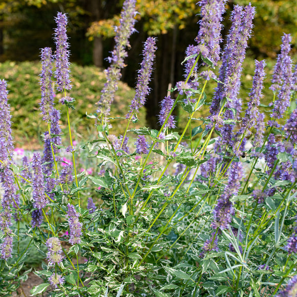 Agastache 'Crazy Fortune' - S1
