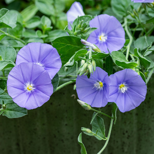Blue Rock Morning Glory - S1