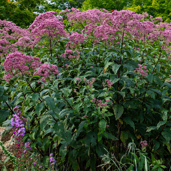 Joe Pye Weed 'Gateway' - S1