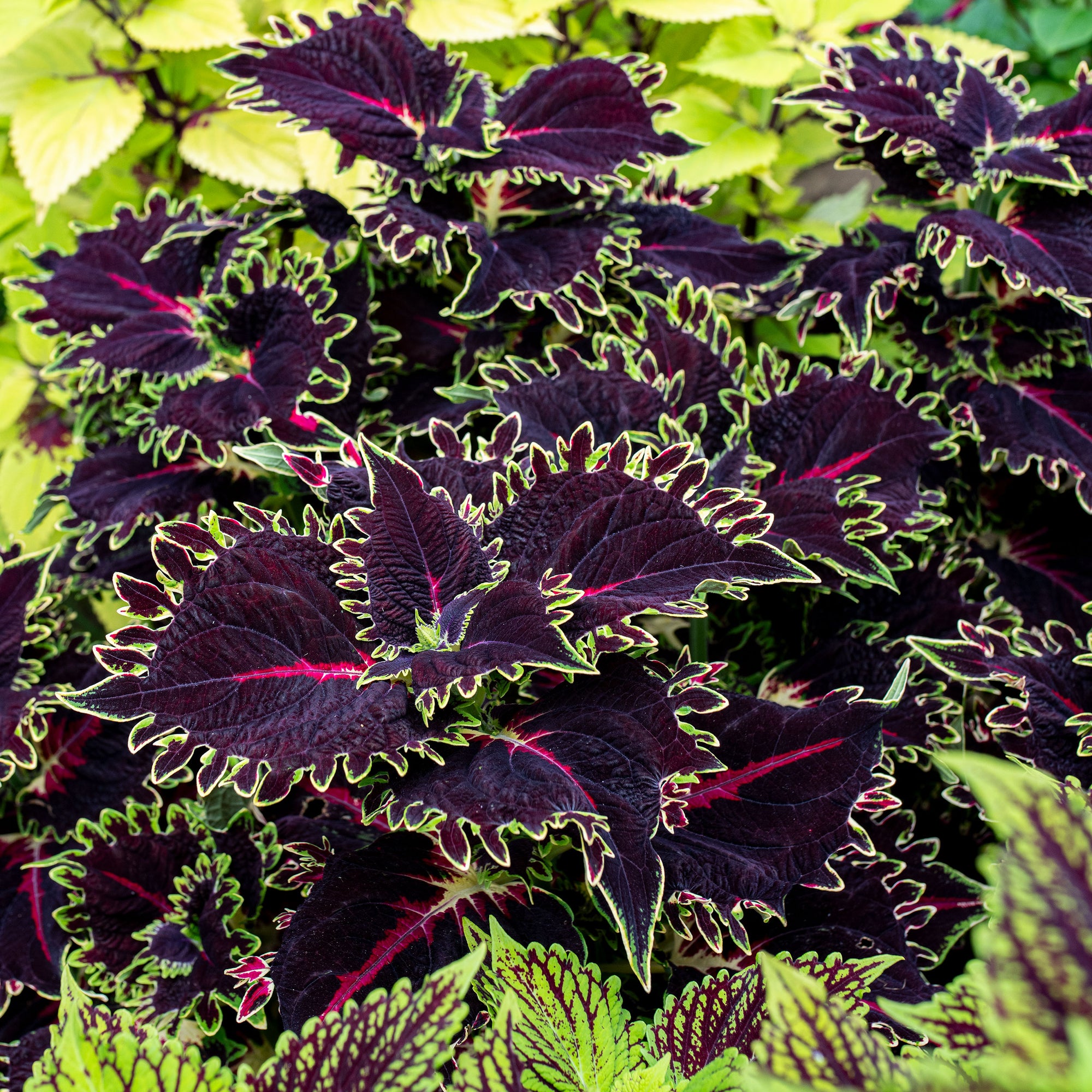 Coleus TerraScape 'Queen' - S1