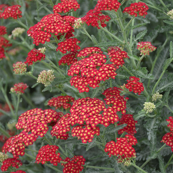Yarrow 'Sassy Summer Sangria' - S1