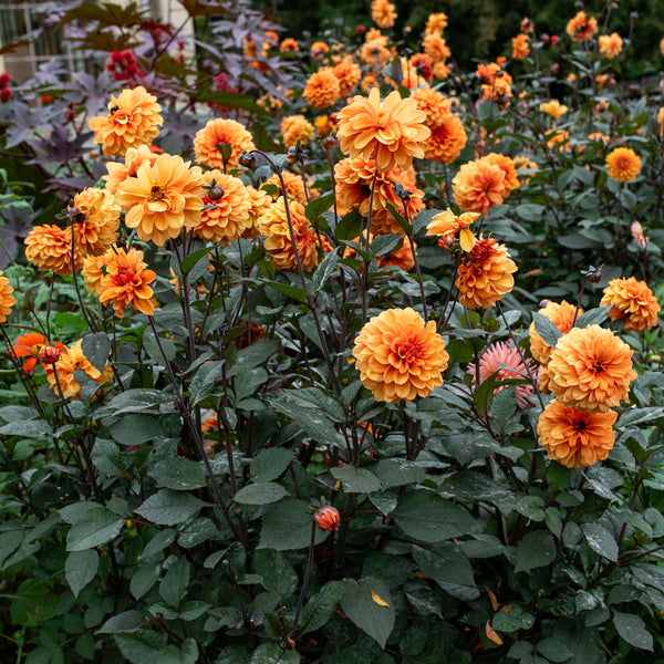 Dahlia 'David Howard' - S4