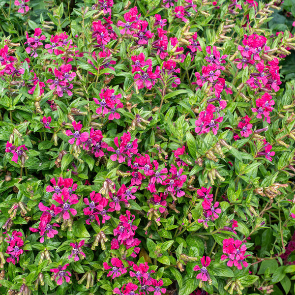Cuphea 'Sweet Talk™ Deep Pink' - S1