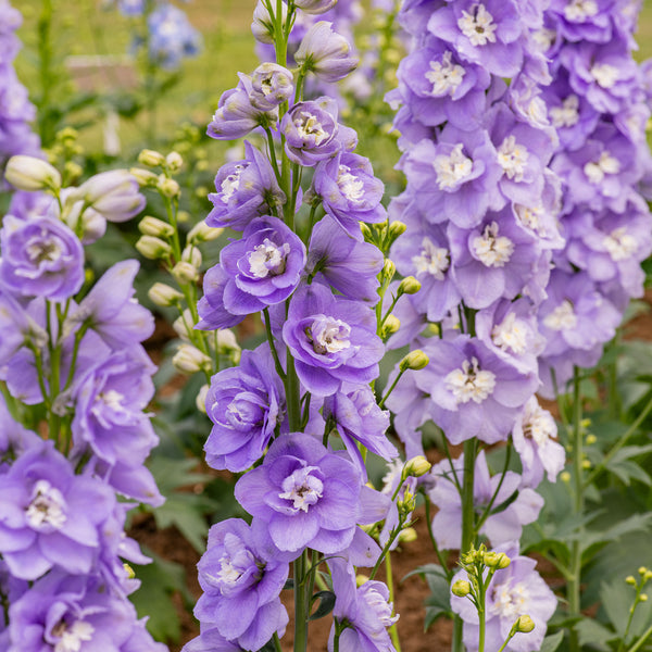 Delphinium 'Aurora Lavender' F1 - S1
