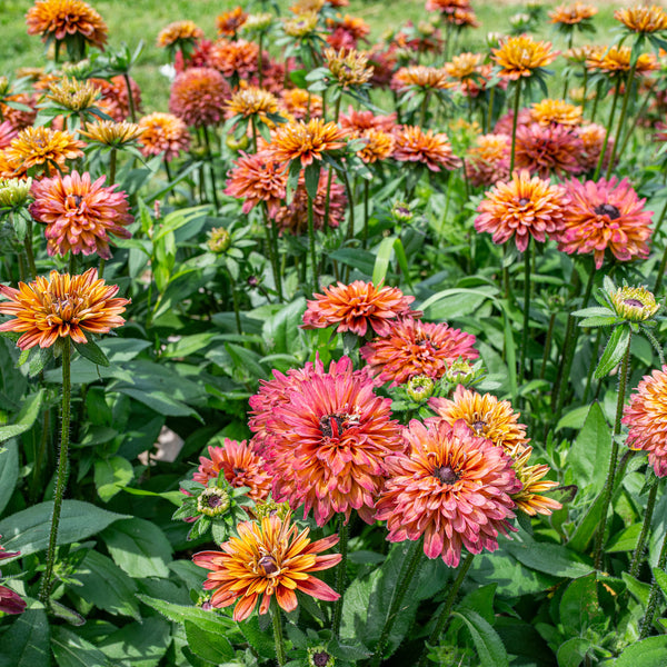 
    



Echibeckia Summerina Glow™ Sugar Shake 
