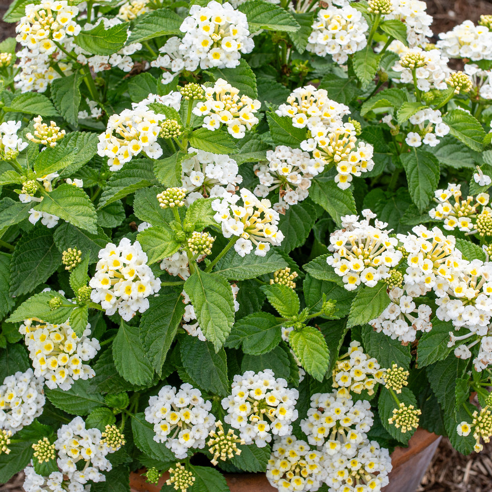 Lantana 'Bandolista™ Coconut' - S1