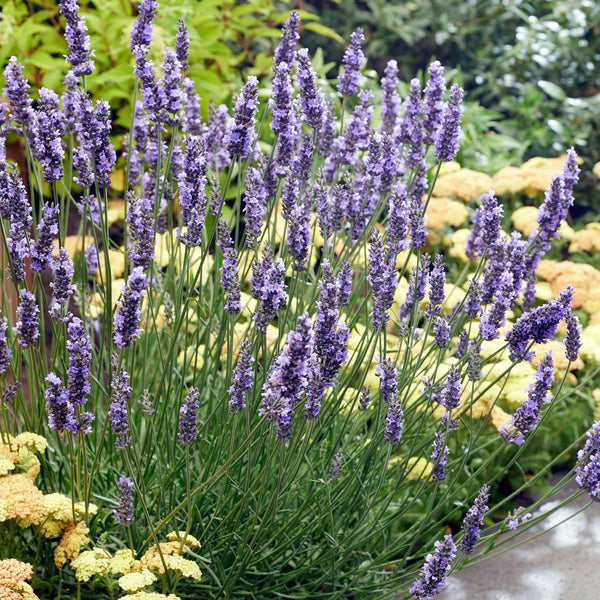 Lavender 'Sensational!®' - S1