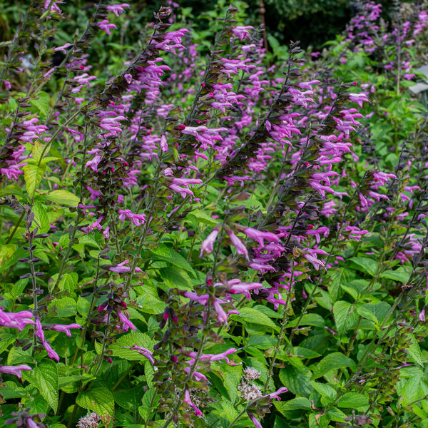 
    



Salvia 'Pink Amistad' 
