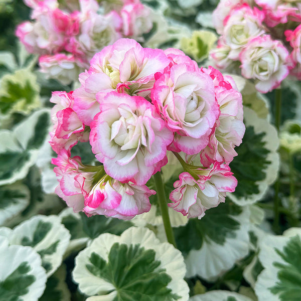 
    



Geranium 'Appleblossom Variegata' 
