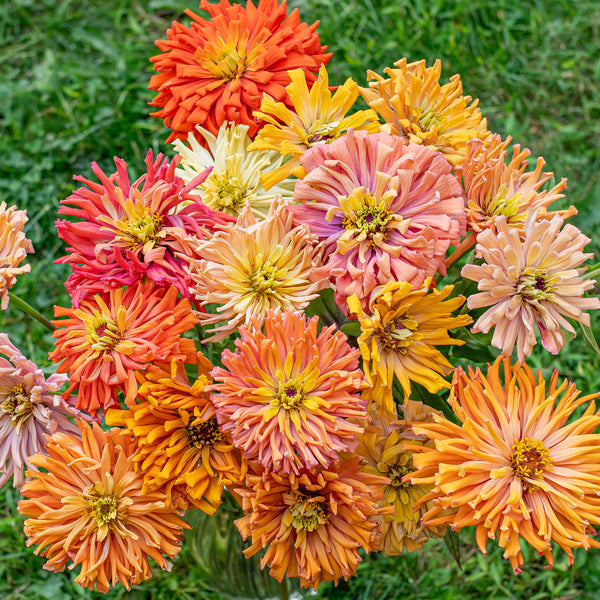 
    



Zinnia 'Agave Mix' 
