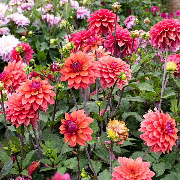 Dahlia 'Karma Caroline' - S1