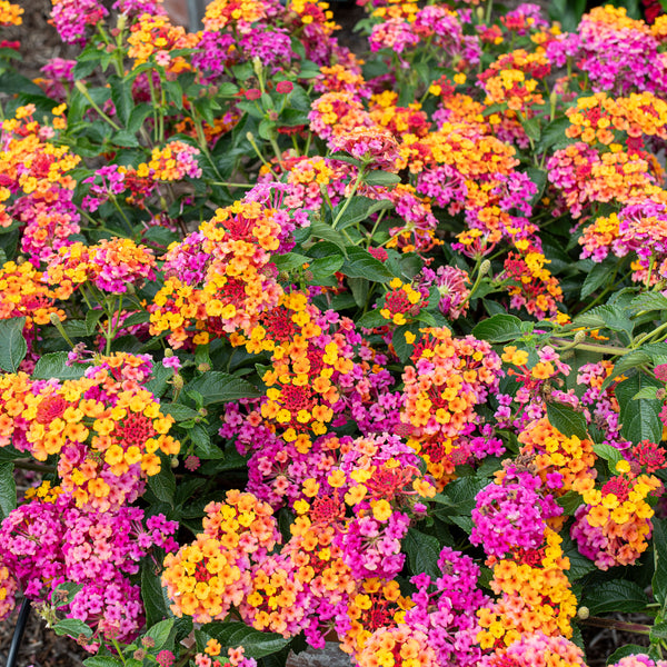 
    



Lantana 'PassionFruit' 
