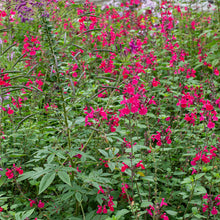 Salvia 'Pink Pong' - S1