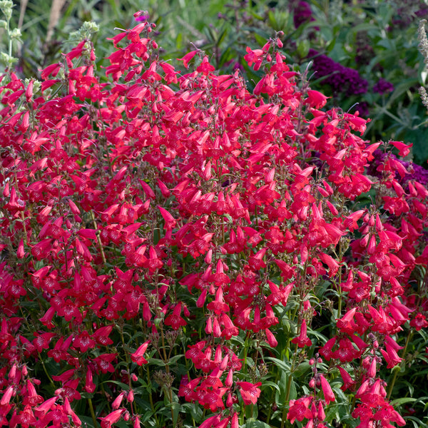 Penstemon 'Harlequin™ Red' - S1