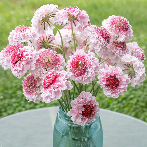 Scabiosa 'HOOP SCOOP™ Strawberry' - S1