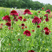 Scabiosa 'SCOOP™ Raspberry Ripple' - S1