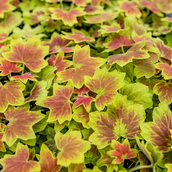 
    



Geranium 'Vancouver Centennial' 
