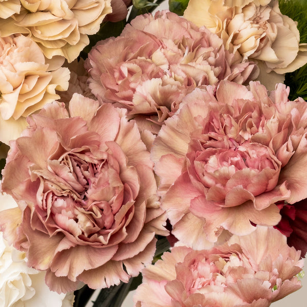 
    



Carnation 'Creola' 
