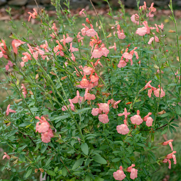 Salvia VIBE® 'Ignition Orange' - S1