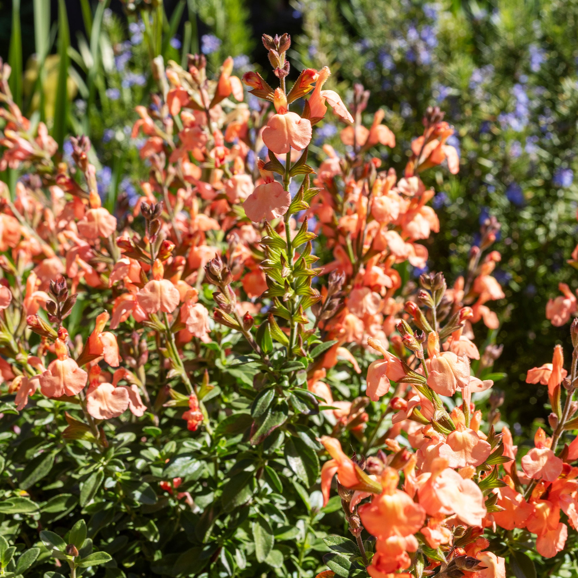 Salvia VIBE® 'Ignition Orange' - S1