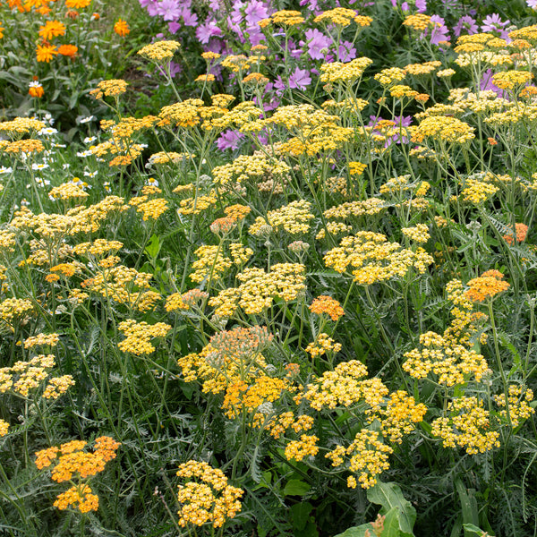 
    



Yarrow 'New Vintage™ Terracotta' 
