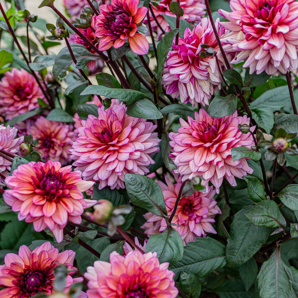 
    



Dahlia 'Molly Raven' 
