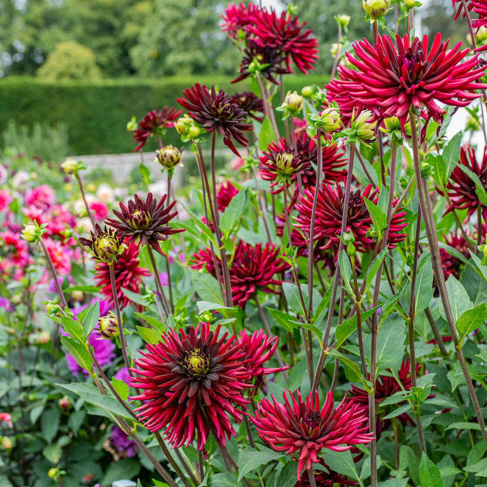 Dahlia 'Chat Noir' - S4