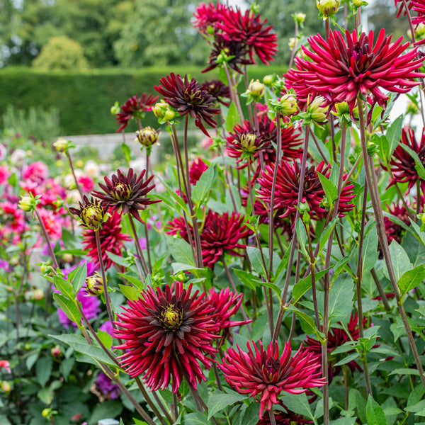 Dahlia 'Chat Noir' - S4