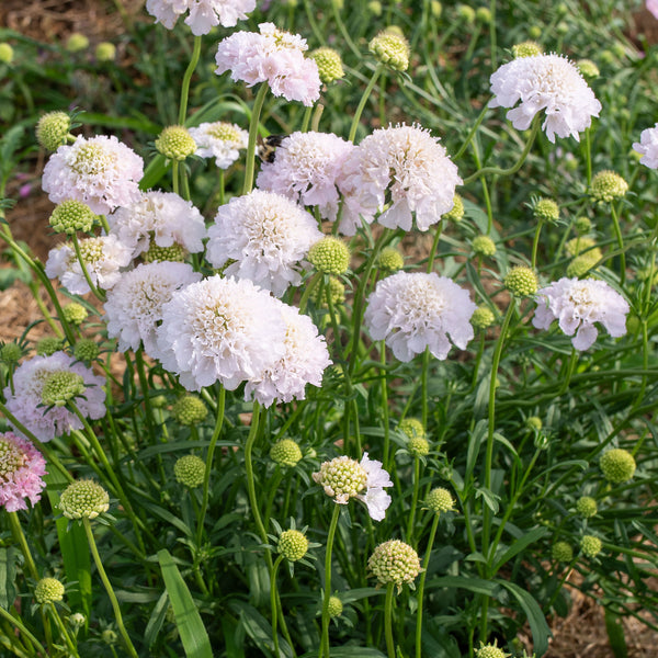 
    



Scabiosa 'BON BON SCOOP™ French Vanilla' 
